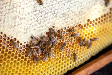 Working bees on the yellow honeycomb with sweet honey..