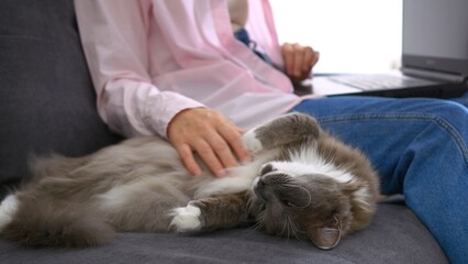 Remote work from home, a woman is typing on a keyboard while sitting on a sofa, a fluffy gray cat lies next to her. Work from home via the Internet in a calm, cozy environment next to your pet.