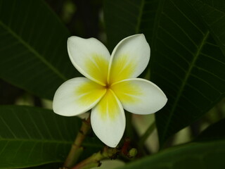 Obraz na płótnie Canvas Frangipani flower, Mauritius Island.
