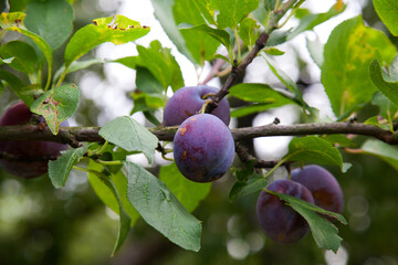 Plum tree branch with ripe juicy fruits on sunset light..