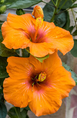 Fleurs ibiscus orange 