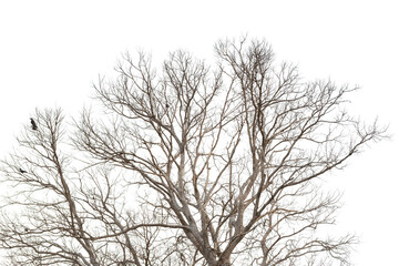 Fototapeta na wymiar Dead tree without leaves isolated on white background. Clipping path included