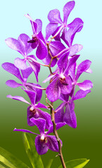 Fototapeta na wymiar Orchidée vanda pourpre 