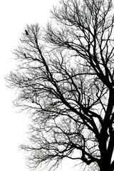 Silhouette dead tree without leaves isolated on white background. Clipping path included