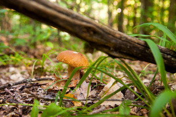 Boletus mushroom in the wild. Porcini mushroom grows on the forest floor at autumn season..
