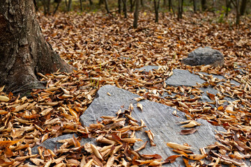 Fallen leaves in the park. autumn