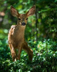 Vertical shot of adorable mule deer fawn wandering in lush green woods