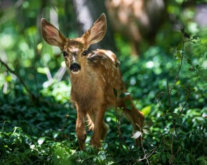 Adorable mule deer fawn looking at the camera wandering in lush green woods