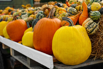 Truck with fresh pumpkins at farm, closeup