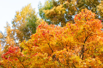 Yellow autumn leaves on the tree. maple