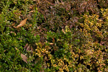 Plants with green leaves found on the roadside.