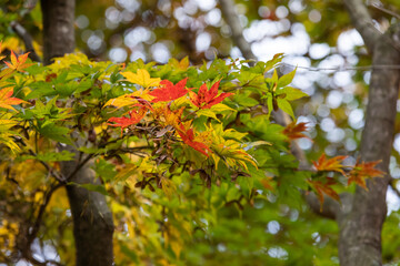 The colorful maple leaves you can see in autumn.