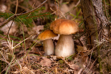 Two porcini mushrooms growing in pine tree forest at autumn season..