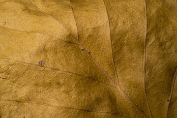 yellow leaf macro. autumn dry leaf macro photo