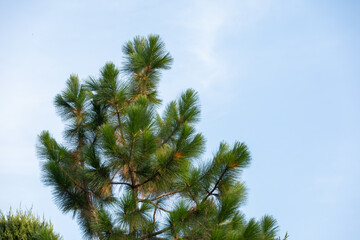 longleaf pine on blue sky background. 