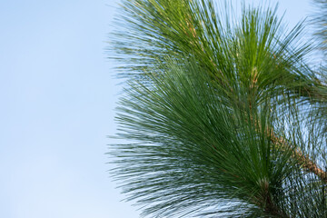 Fototapeta premium longleaf pine on blue sky background. 