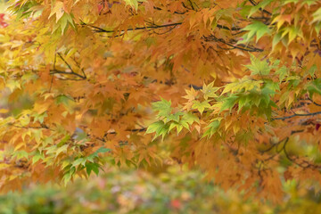 Autumn leaves in the park. yellow, green
