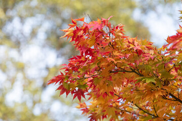 red maple leaves in autumn. 