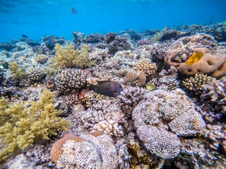 Red Sea sailfin tang or Desjardin's sailfin tang at coral reef..
