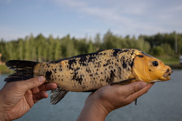 Carp koi fresh man holds in his hands.