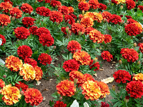 Colourful African marigolds, Tagetes erecta, in a flower bed