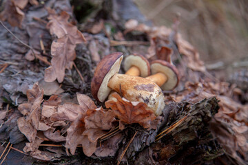 Pile of wild edible bay bolete known as imleria badia or boletus badius mushroom on old hemp in pine tree forest..