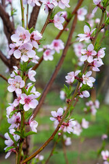 Pink flowers of the peach blossoms in garden at spring day..