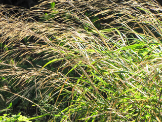 grass in the wind