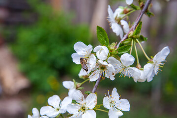 Honeybee on white flower of cherry tree collecting pollen and nectar to make sweet honey with medicinal benefits..