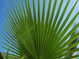 Fototapeta premium Palm leaf and sky