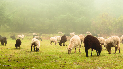Naklejka na ściany i meble Flock herd of sheep 