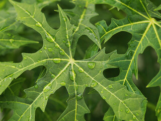 water bubbles on green papaya leaves texture