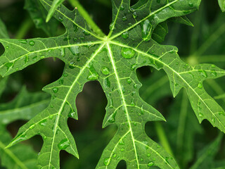water bubbles on green papaya leaves texture