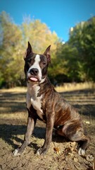 Amazing American pitbull terrier 