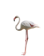 single flamingo on a white background