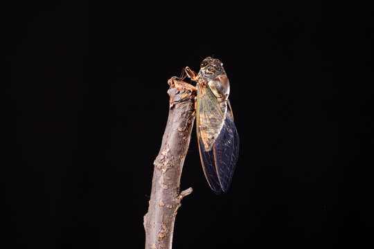 A cicada metamorphoses on a branch