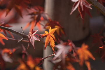 秋の紅葉の赤いもみじ