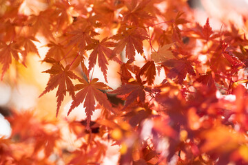 秋の紅葉　透き通る陽の光ともみじ