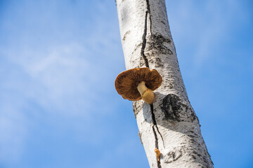 ブナの木を切り裂いて生えるキノコ