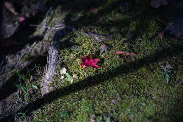 岩苔の上におちら赤い紅葉（もみじ）