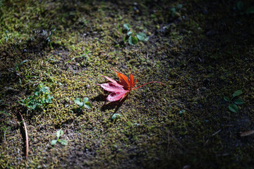 苔むした岩場の赤い紅葉
