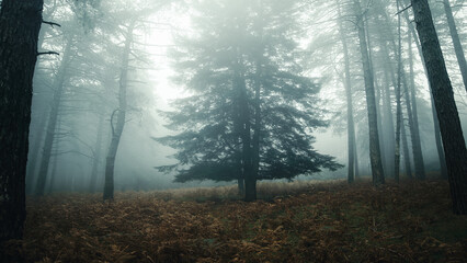 Obraz premium Fir shrouded in autumn fog