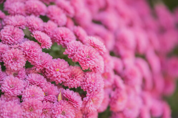 ピンクのミニ菊