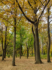 Fallen leaves near tall trees in autumn forest. Old tall trees in city park. Beautiful landscape. Selective focus.