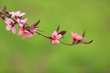 Peach trees blossom in spring