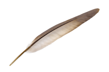 Single brown pigeon bird feather isolated on white.