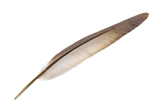 Single brown pigeon bird feather isolated on white.