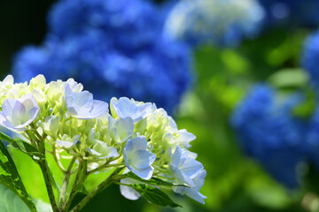 Young flowers of hydrangea bloom in the beginning of rainy season in Japan.