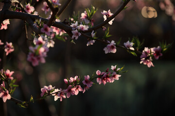 Peach trees blossom in spring