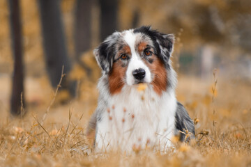 Australian shepherd dog lies on yellow leaves and looks at the camera